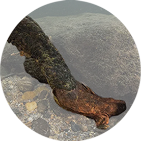 Brown Salamander