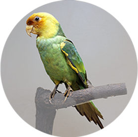 Carolina Parakeet