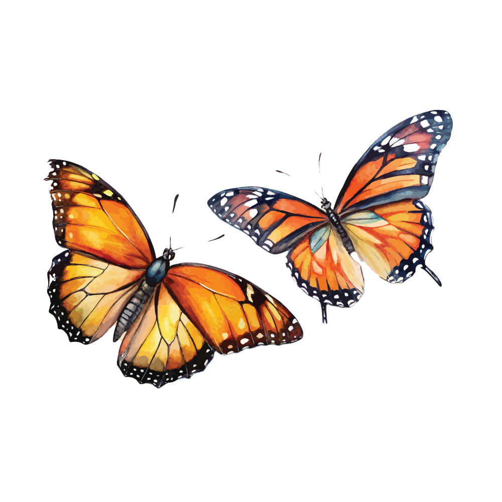 Monarch Butterfly