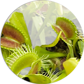 Venus Flytrap
