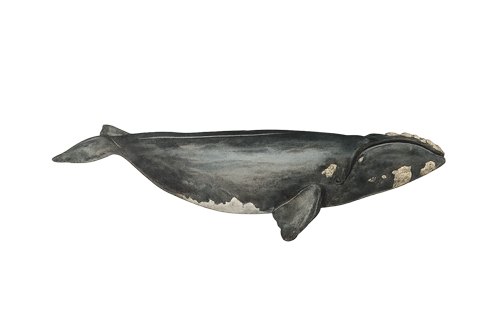 Blue Whale